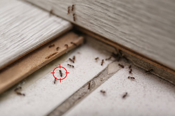 Best Commercial Pest Control Services  in Dike, IA