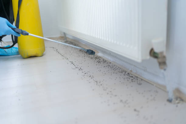 Best Termite Control Services  in Dike, IA