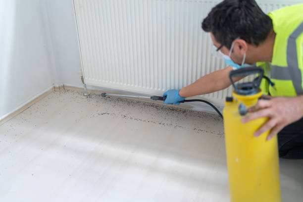 Best Flea Control Services  in Dike, IA